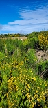 Plants: image 2 Of 208 Thumb